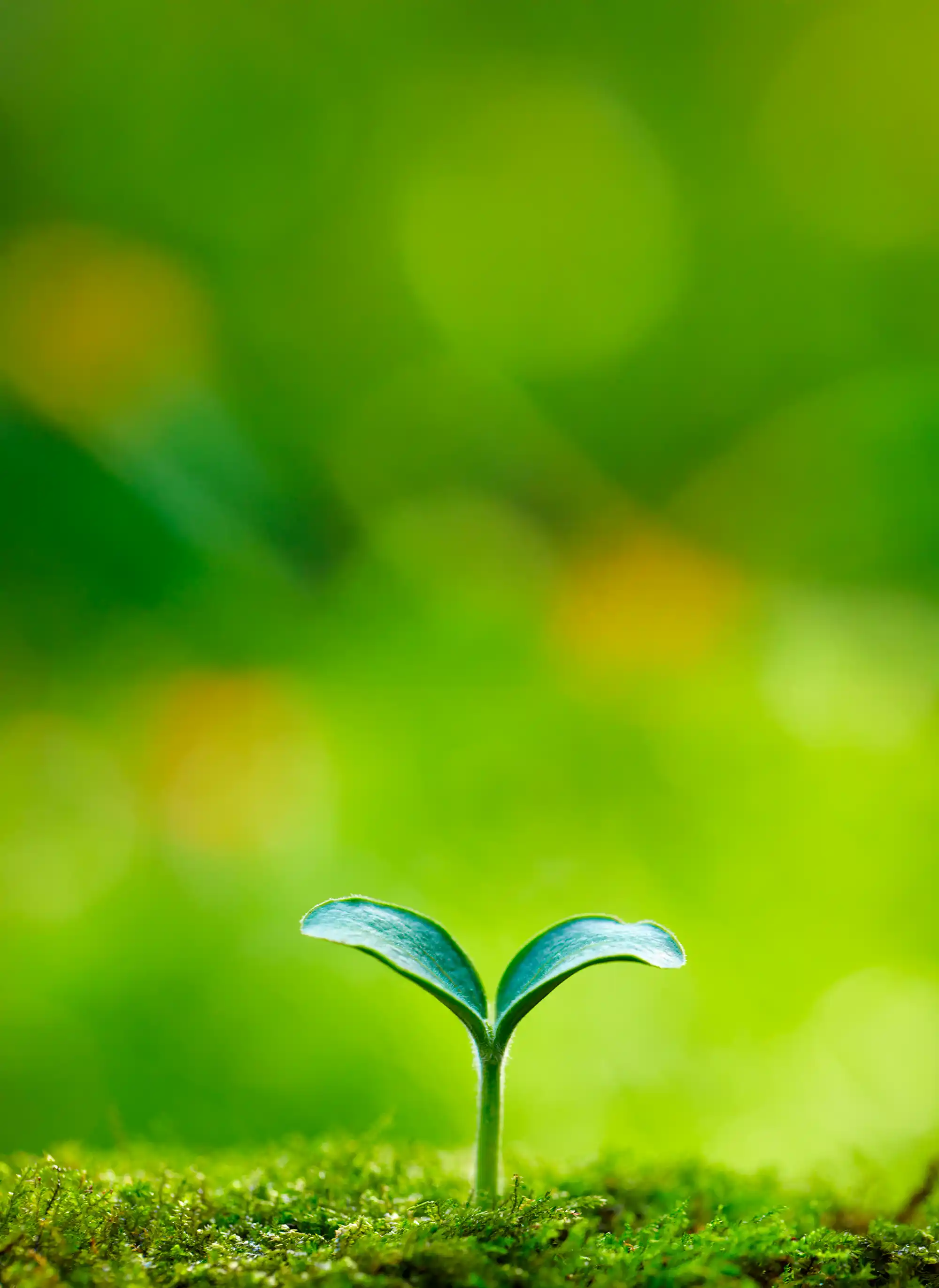 Muda com duas folhas plantada no chão cheio de grama